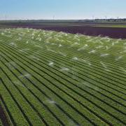 Sprinklers watering a lettuce field in Holtville, California, with Colorado River water.